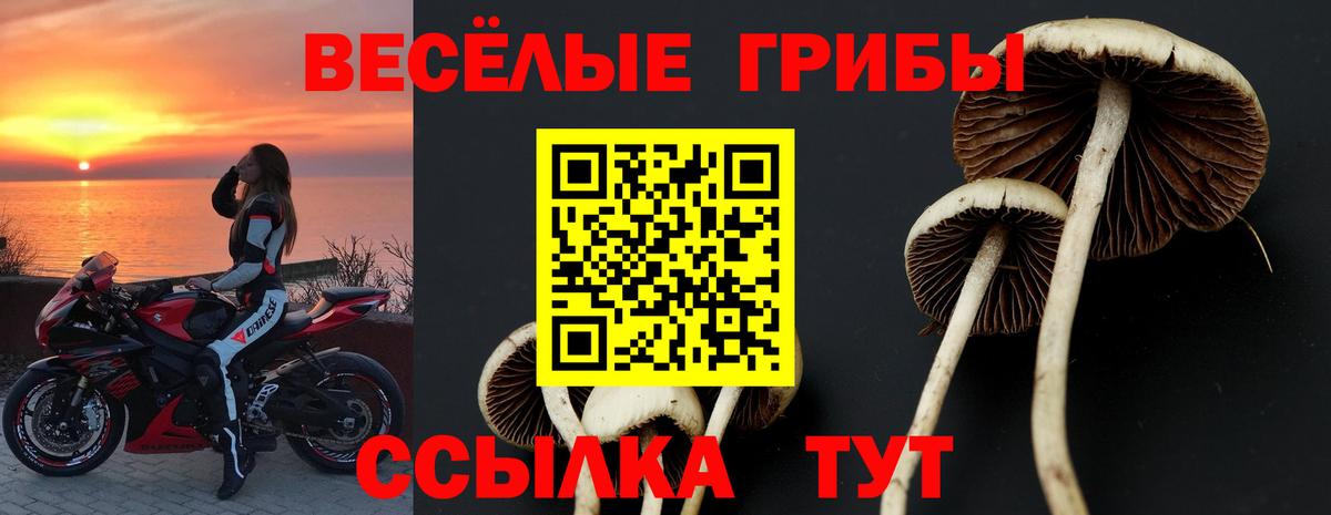 Псилоцибиновые грибы Psilocybe  Вход с VPN  Урус-Мартан 